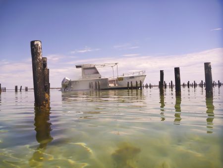 BannerImage_Oyster